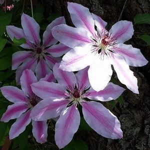 Meet your Posher, Corrina